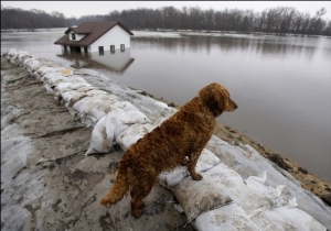 the-dog-and-flooded-house